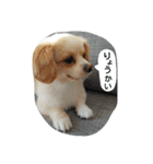 ichigo doggy（個別スタンプ：16）