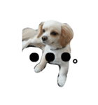 ichigo doggy（個別スタンプ：17）