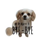 ichigo doggy（個別スタンプ：18）