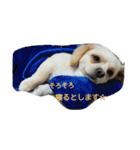 ichigo doggy（個別スタンプ：21）