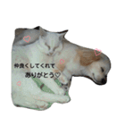 ichigo doggy（個別スタンプ：23）