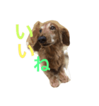 じゃじゃまるさん（個別スタンプ：3）