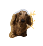 じゃじゃまるさん（個別スタンプ：11）