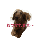 じゃじゃまるさん（個別スタンプ：12）