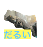 フトアゴの1日（個別スタンプ：1）