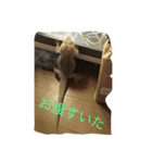 フトアゴの1日（個別スタンプ：2）