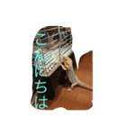 フトアゴの1日（個別スタンプ：3）
