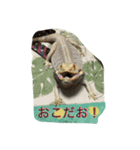 フトアゴの1日（個別スタンプ：4）