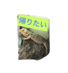 フトアゴの1日（個別スタンプ：5）