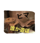 フトアゴの1日（個別スタンプ：7）