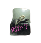 フトアゴの1日（個別スタンプ：8）