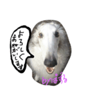 ぼるぼる兄妹（個別スタンプ：1）