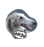 ぼるぼる兄妹（個別スタンプ：7）