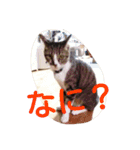 愛想なしのねこ(7)（個別スタンプ：3）