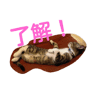 愛想なしのねこ(7)（個別スタンプ：4）