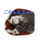 愛想なしのねこ(7)（個別スタンプ：7）