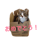 愛想なしのねこ(7)（個別スタンプ：10）