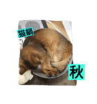 happy-SORAKUN2（個別スタンプ：4）
