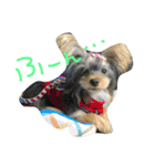 ロッティー君 1（個別スタンプ：11）