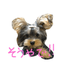 ロッティー君 1（個別スタンプ：19）