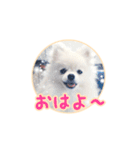わたあめコロンのおきらくな日々（個別スタンプ：1）