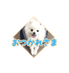 わたあめコロンのおきらくな日々（個別スタンプ：3）