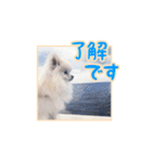 わたあめコロンのおきらくな日々（個別スタンプ：6）