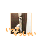 わたあめコロンのおきらくな日々（個別スタンプ：10）