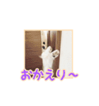 わたあめコロンのおきらくな日々（個別スタンプ：11）