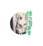 わたあめコロンのおきらくな日々（個別スタンプ：13）