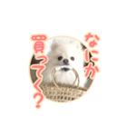 わたあめコロンのおきらくな日々（個別スタンプ：17）
