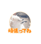 わたあめコロンのおきらくな日々（個別スタンプ：21）
