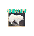 わたあめコロンのおきらくな日々（個別スタンプ：22）