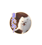 わたあめコロンのおきらくな日々（個別スタンプ：23）