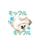 わたあめコロンのおきらくな日々（個別スタンプ：31）