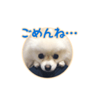わたあめコロンのおきらくな日々（個別スタンプ：35）