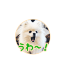 わたあめコロンのおきらくな日々（個別スタンプ：37）