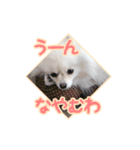 わたあめコロンのおきらくな日々（個別スタンプ：38）
