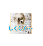 わたあめコロンのおきらくな日々（個別スタンプ：39）