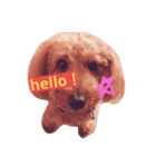 キララあんどクゥ（個別スタンプ：6）