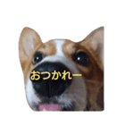 コーギー むー（個別スタンプ：6）