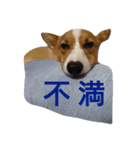 コーギー むー（個別スタンプ：9）