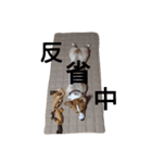 コーギー むー（個別スタンプ：13）
