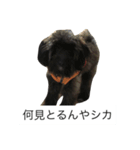 アメリカバイソンモドキ（個別スタンプ：1）