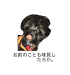 アメリカバイソンモドキ（個別スタンプ：6）