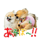 ポメラニアン蓮＆凜（個別スタンプ：1）