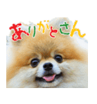 ポメラニアン蓮＆凜（個別スタンプ：2）