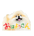 ポメラニアン蓮＆凜（個別スタンプ：5）