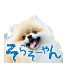 ポメラニアン蓮＆凜（個別スタンプ：7）