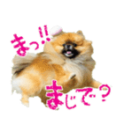 ポメラニアン蓮＆凜（個別スタンプ：11）